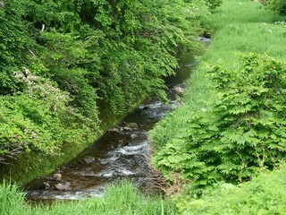A tranquil spring stream flowing beneath vibrant green trees, Rokugo, Akita, Japan