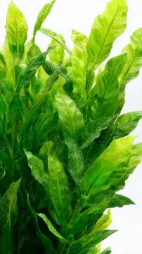 Close-up of vibrant green Java fern plant with speckled leaves, popular freshwater aquarium decoration, providing natural aesthetic appeal