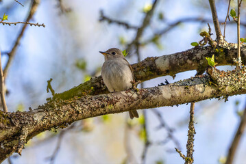 枝にとまるコサメビタキ
