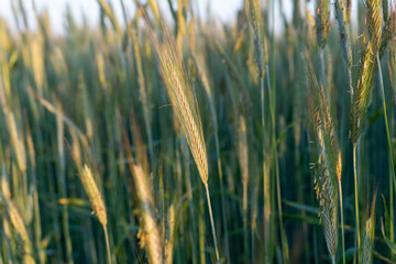 Close-up of golden wheat ears in a field illuminated by soft sunlight during the golden hour. Concept of agriculture, farming, and natural beauty in rural landscapes at sunset.