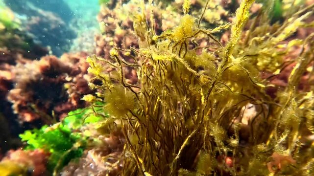 Underwater view in the Black Sea, different algae on rocks in clean transparent water in spring