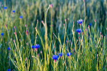 Field of vibrant blue cornflowers blooming among tall green grass in soft morning light on a peaceful summer day. Concept of rural beauty, wild nature, seasonal growth, and environmental tranquility.