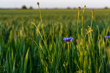 Single vibrant blue cornflower standing tall in green wheat field under soft golden sunlight on peaceful summer evening. Concept of simplicity, natural harmony, countryside calmness.