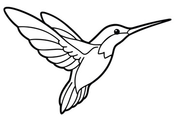Black and White Line Drawing of a Hummingbird in Flight with Wings Extended