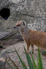 Portrait of a yellow mongoose (cynictis penicllata)