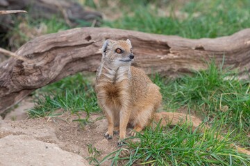 Portrait of a yellow mongoose (cynictis penicllata)