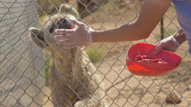 An aging, ravenous hyena is hand-fed raw meat by its caregiver in a dramatic slow-motion close-up.