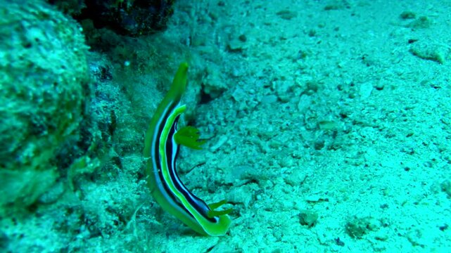 chromodoris magnifica nudibranch