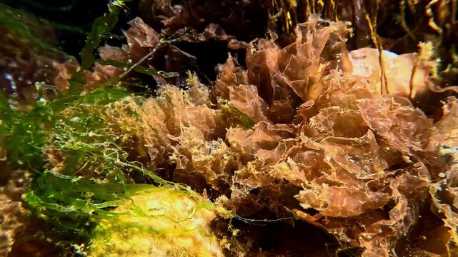 Old red algae Porphira on rocks in clear transparent water in the Black Sea in spring