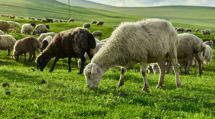 Obraz premium Sheep grazing on lush green pasture in sunlight