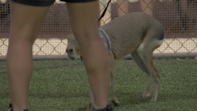 A pet Patagonian cavy is walked on a leash by its owner, calmly exploring the surroundings.