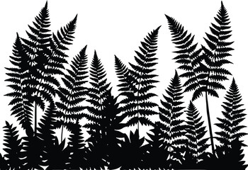 Silhouette of Ferns Under Forest Canopy, Forest Canopy Above Lush Ferns