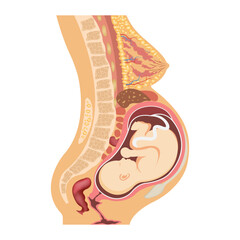 Pregnancy anatomy. Vector illustration of uterus with fetus and organs around