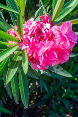 Vibrant Pink Nerium Oleander Blossoms in Lush Green Foliage, Closeup View of Summer Flowers