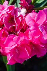 Vibrant Pink Nerium Oleander Blossoms Closeup showcasing delicate petals and rich color.