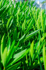 Lush Green Foliage Nature Background Vibrant Leaf Texture Garden Plants Greenery