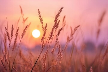 Naklejka premium Sunset grass silhouette isolated on white background