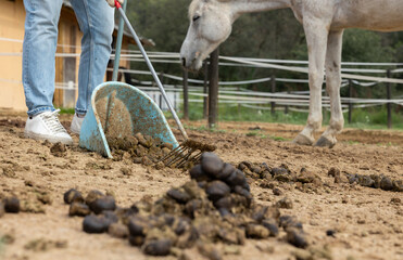 Hands of employee clean horse manure in stable yard, close-up. Unrecognizable worker scoops horse...