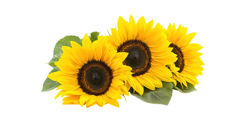 Obraz premium Three Vibrant Sunflowers With Green Leaves. Symbol Of Summer And Positivity Isolated On Transparent Background