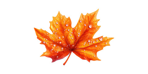 Vibrant Orange Maple Leaf With Water Droplets. Autumn Symbolism And Seasonal Change Isolated On Transparent Background