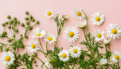 Delicate white daisies and greenery on a pastel pink background.