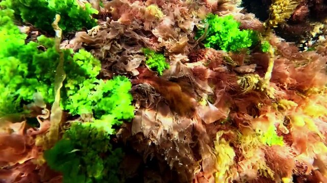 Green algae Cladophora and red algae Porphyra on rocks in clear transparent water in the Black Sea.