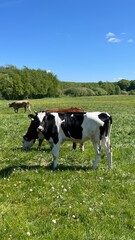 Obraz premium Cows in a fresh grassy field on a clear day. Close-up of cows in summer. Cows grazing green fields in the English countryside. Summer landscape with green grass