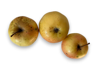 Three naturally ripened yellow apples with spots and stem ends, isolated on transparent background...