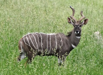 The Lesser Kudu (Tragelaphus imberbis) is an antelope with curving horns found in East Africa.