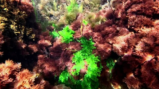 Underwater view in the Black Sea, different algae on rocks in clean transparent water in spring