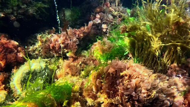 Underwater view in the Black Sea, different algae on rocks in clean transparent water in spring