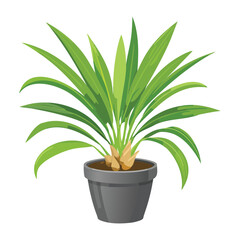 Green Plant in Modern Grey Pot