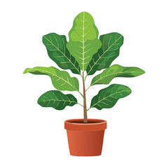 Healthy Fig Plant in Terracotta Pot