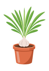 Healthy Garlic Plant in Terracotta Pot