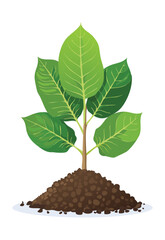 Young Green Plant Growing in Soil