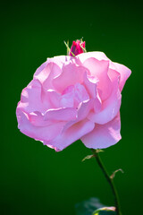 Rosa  in fiore con sfondo verde