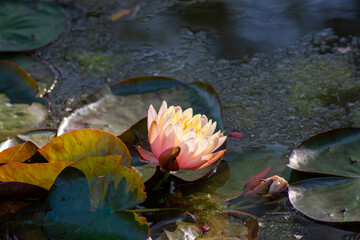 fior di loto con riflessi rosa