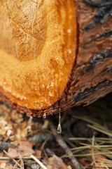 Sap dripping from a cut tree trunk