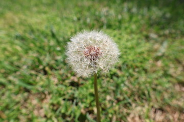 Closeup on a Dandelion in a grass field