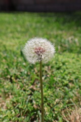 Closeup on a Dandelion in a grass field