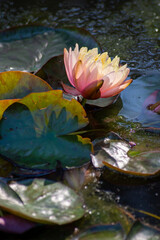 fior di loto con petali rosa