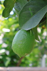 Lime growing on the branch