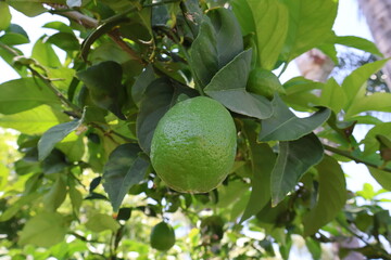 Lime growing on the branch