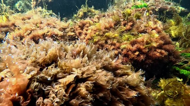 Underwater landscape in the Black Sea, oxygen release by different types of algae growing on rocks in clean, clear water in spring
