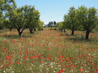 Vibrant field of red poppies, daisies and greenery in full bloom under the bright spring sun in the...
