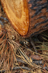 Sap dripping from a cut tree trunk