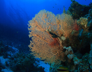 brownish soft coral on the sea floor.