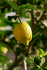 Limones amarillos en el &aacute;rbol con sol un d&iacute;a de verano