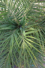 Palm Tree leaves/fronds in the spring with some sunlight