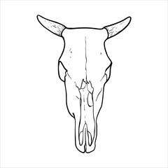 Cow Skull Illustration. Hand drawn black and white vector illustration of a bull skull with horns in line art style. Suitable for farming, agriculture and art projects. Graphic engraving design EPS10